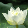 Hình đại diện của tài khoản