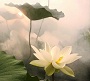 Hình đại diện của tài khoản