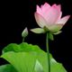 Hình đại diện của tài khoản